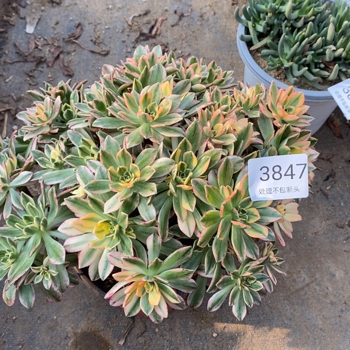 甜茶多肉断头不包3847