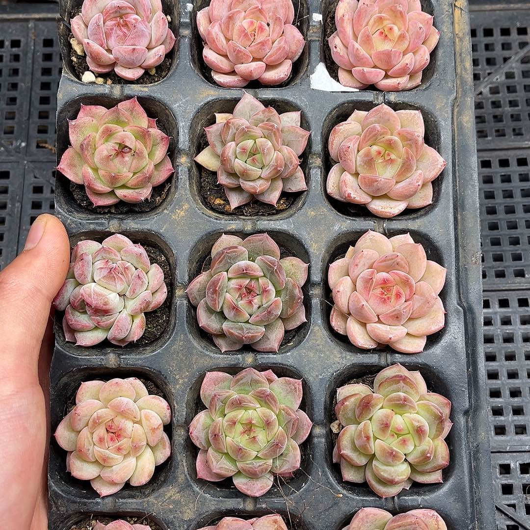 多肉一物一拍21-26