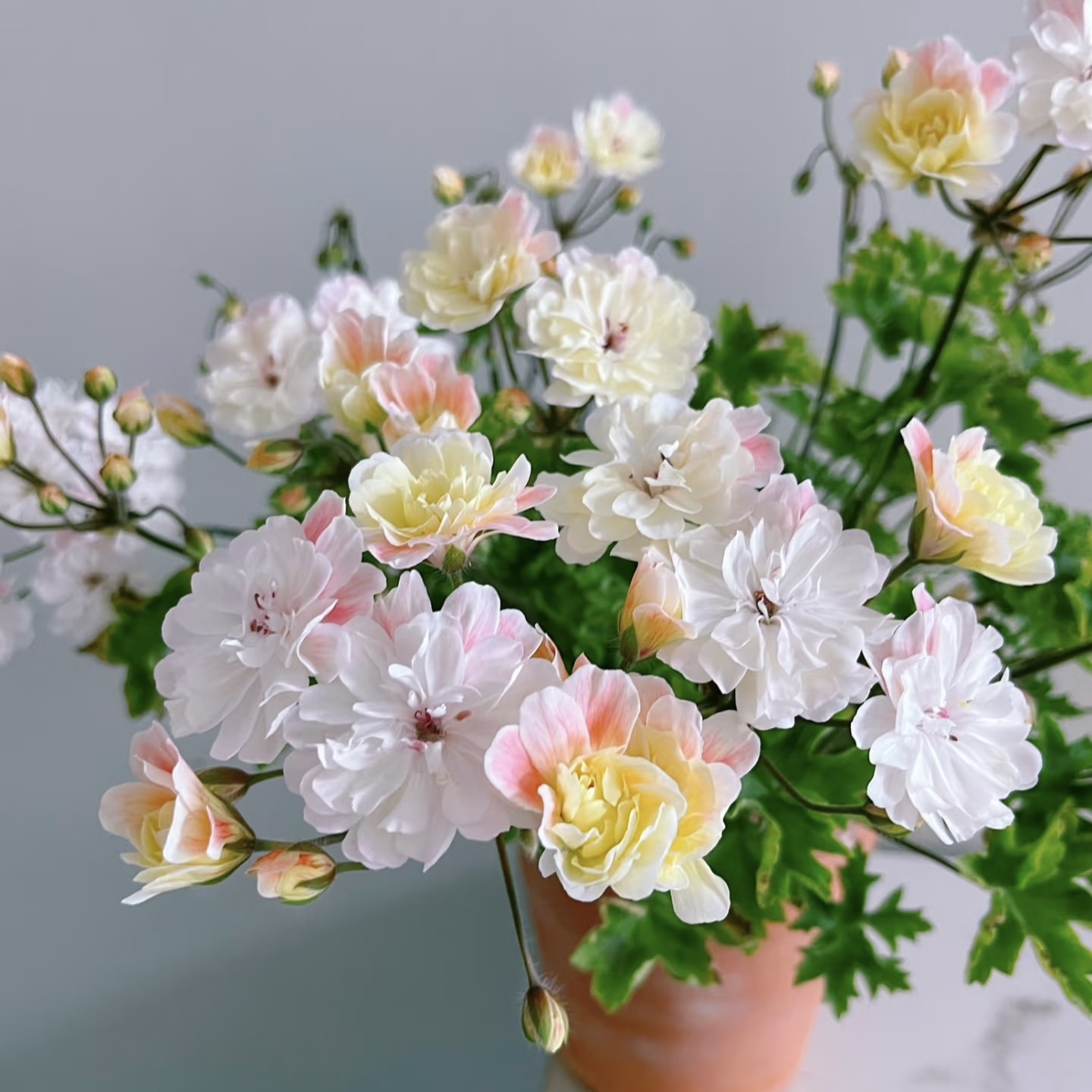 【马乔里】天竺葵四季花卉多层花瓣阳台桌面好养易活