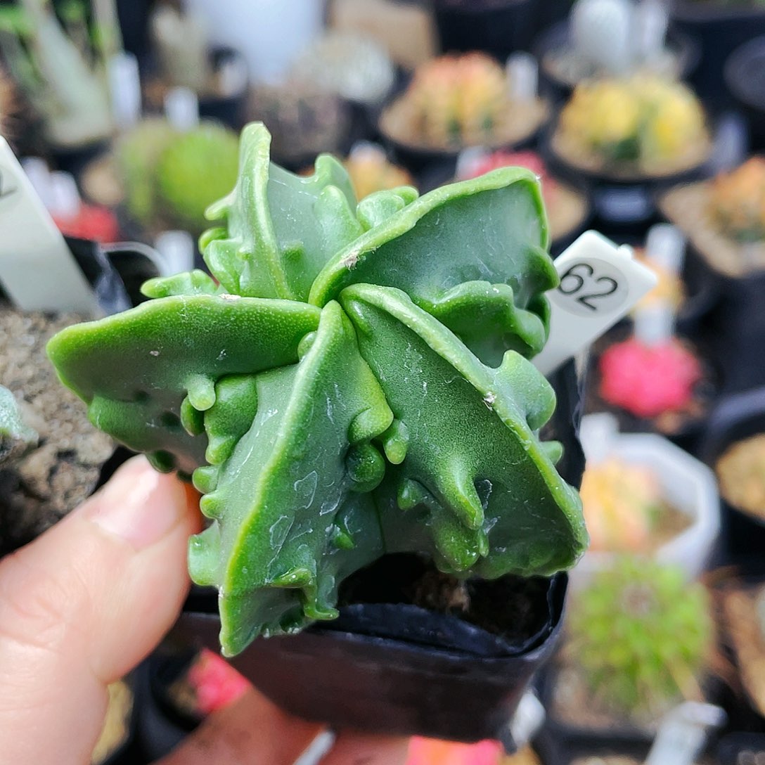 非偏远地区满25包邮发货仙人球