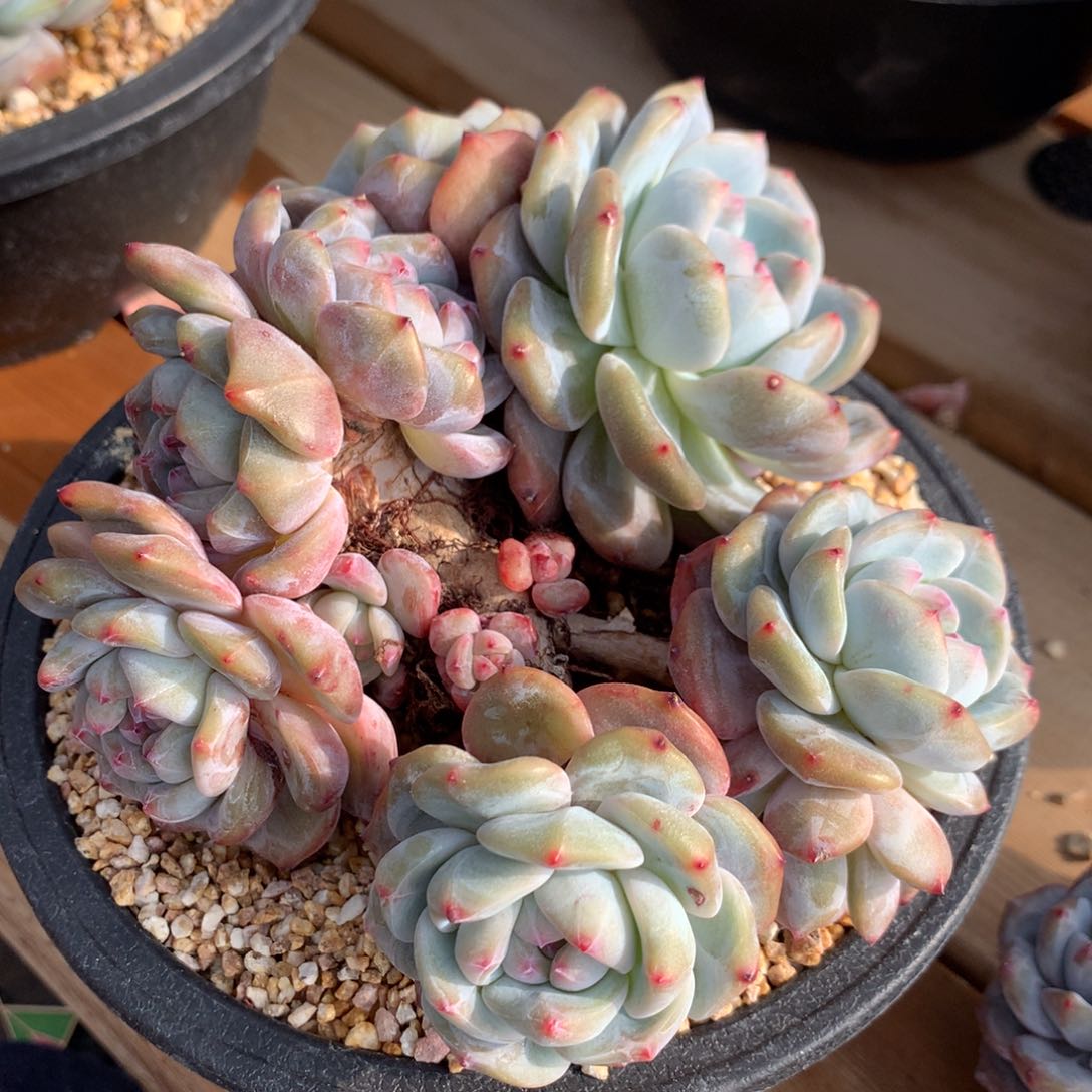 飞***6突尼斯发货多肉