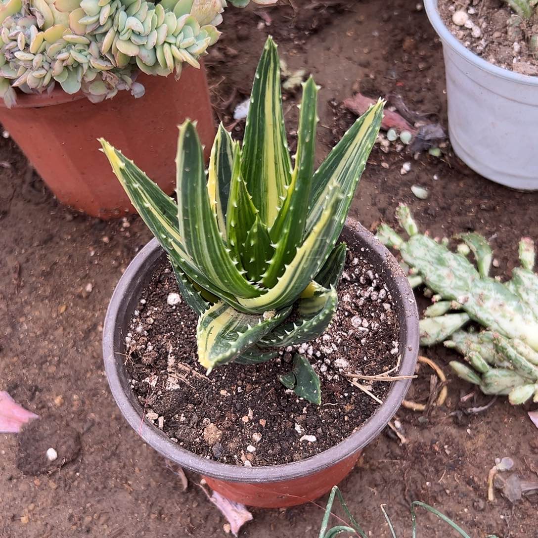 多肉植物不夜城一芦荟