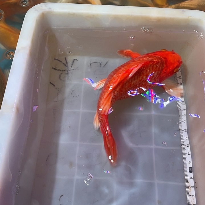 蝴蝶鲤鱼渔场直发64