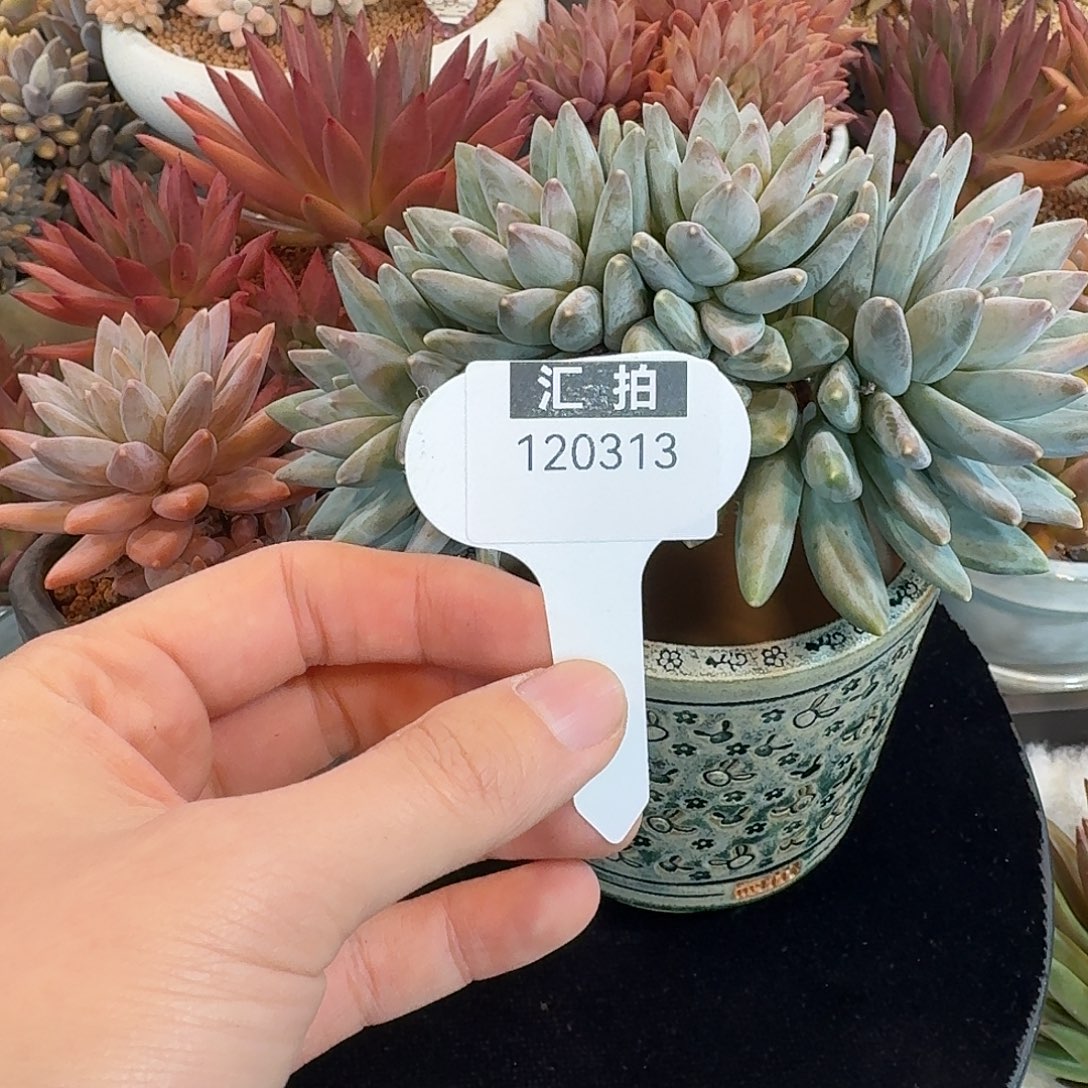 精品多肉植物120313