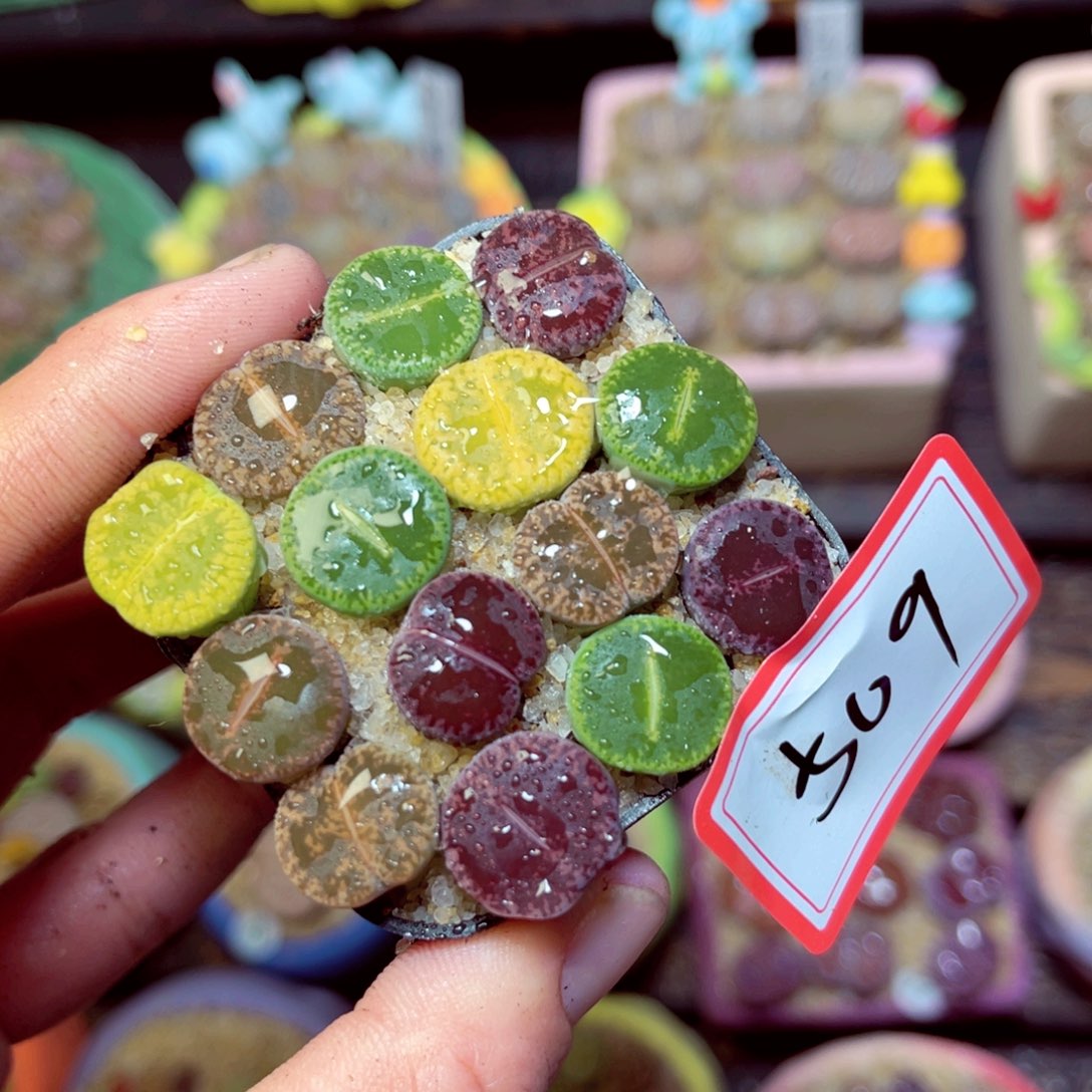 509生石花带盆发1