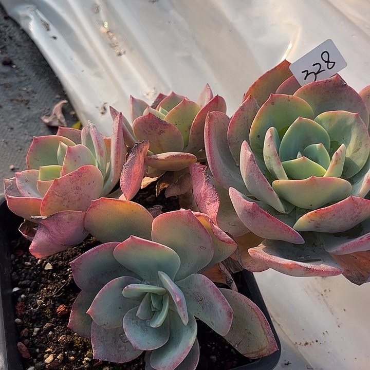 思***乡328血凤脱土发货不退不换