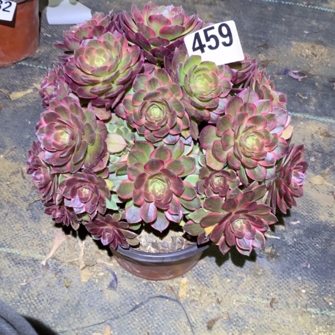 万黄多肉植物法师不包损