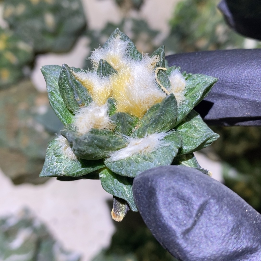 自根龙角福利特价4.2cm