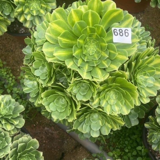 快***?686翡翠琉璃多肉植物花花