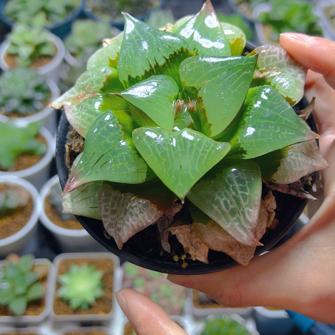 万象盆啊寒湖母本玉露1