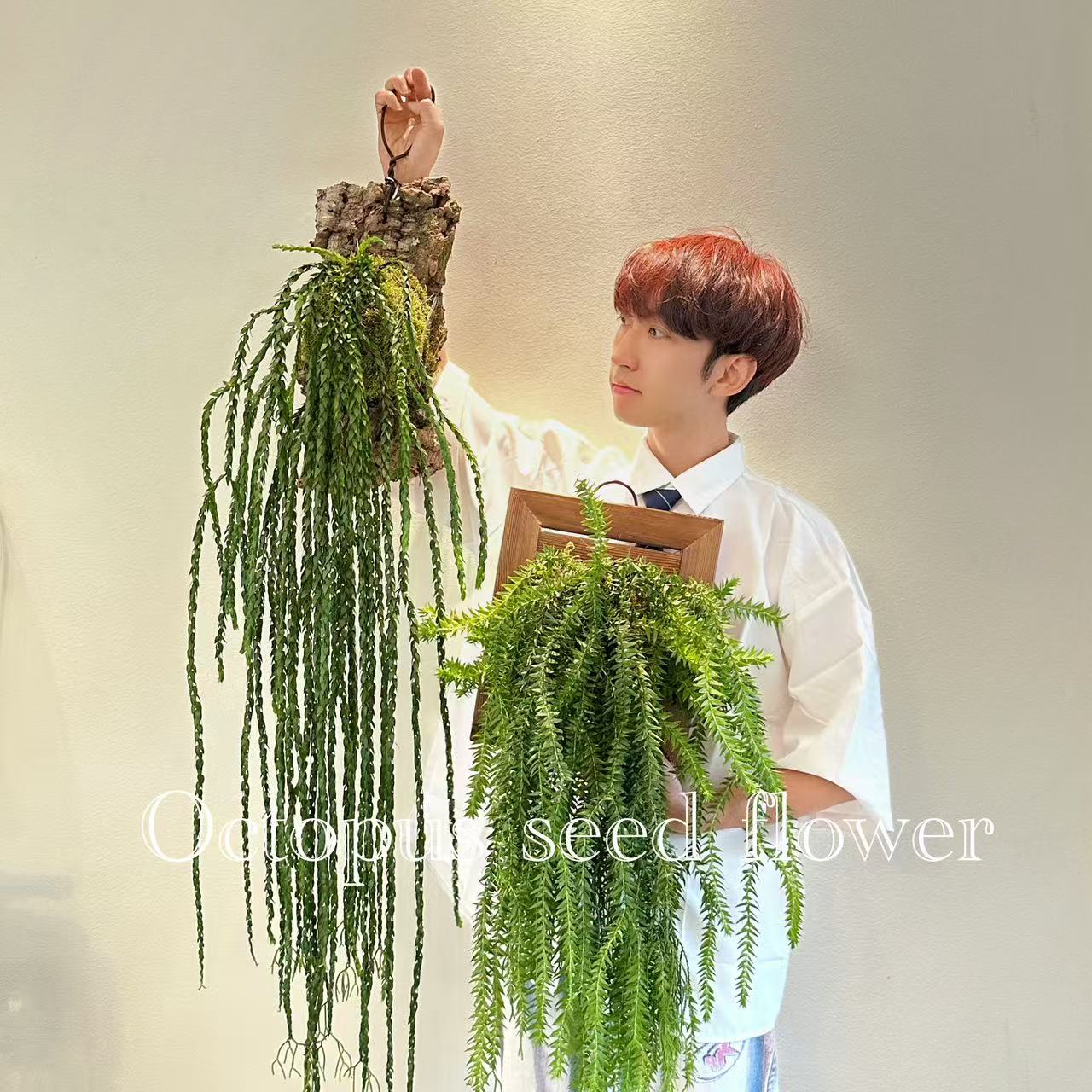 泰国石松 马尾杉室内阳台庭院多年生观叶绿植盆栽板植顺丰包邮