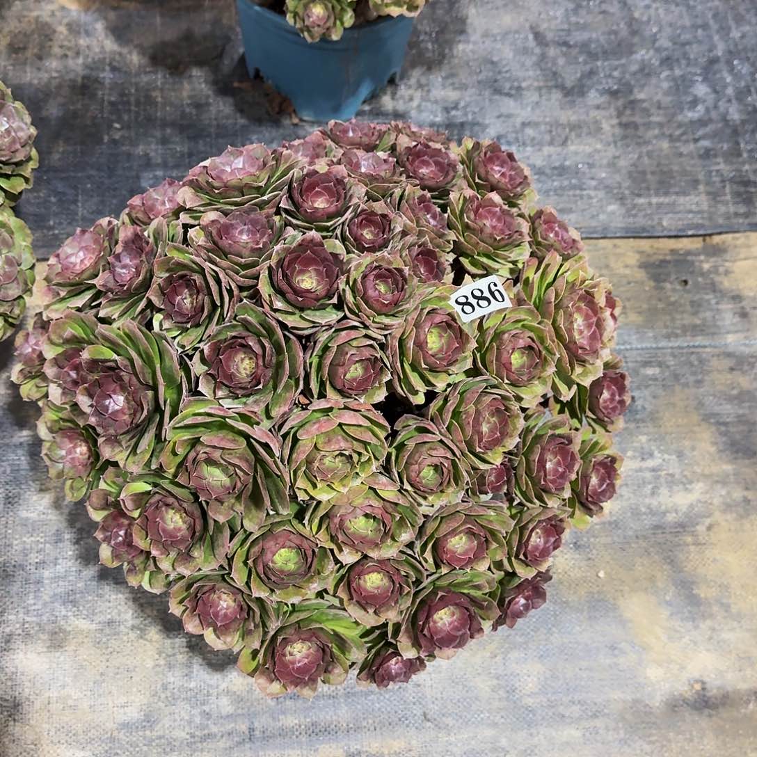 886万圣节丛林多肉植物