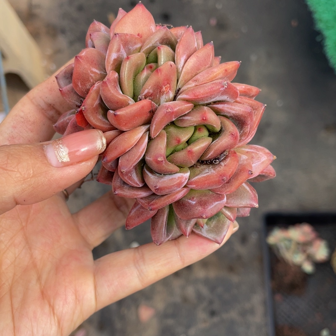 Q橙缀化多肉植物盆栽
