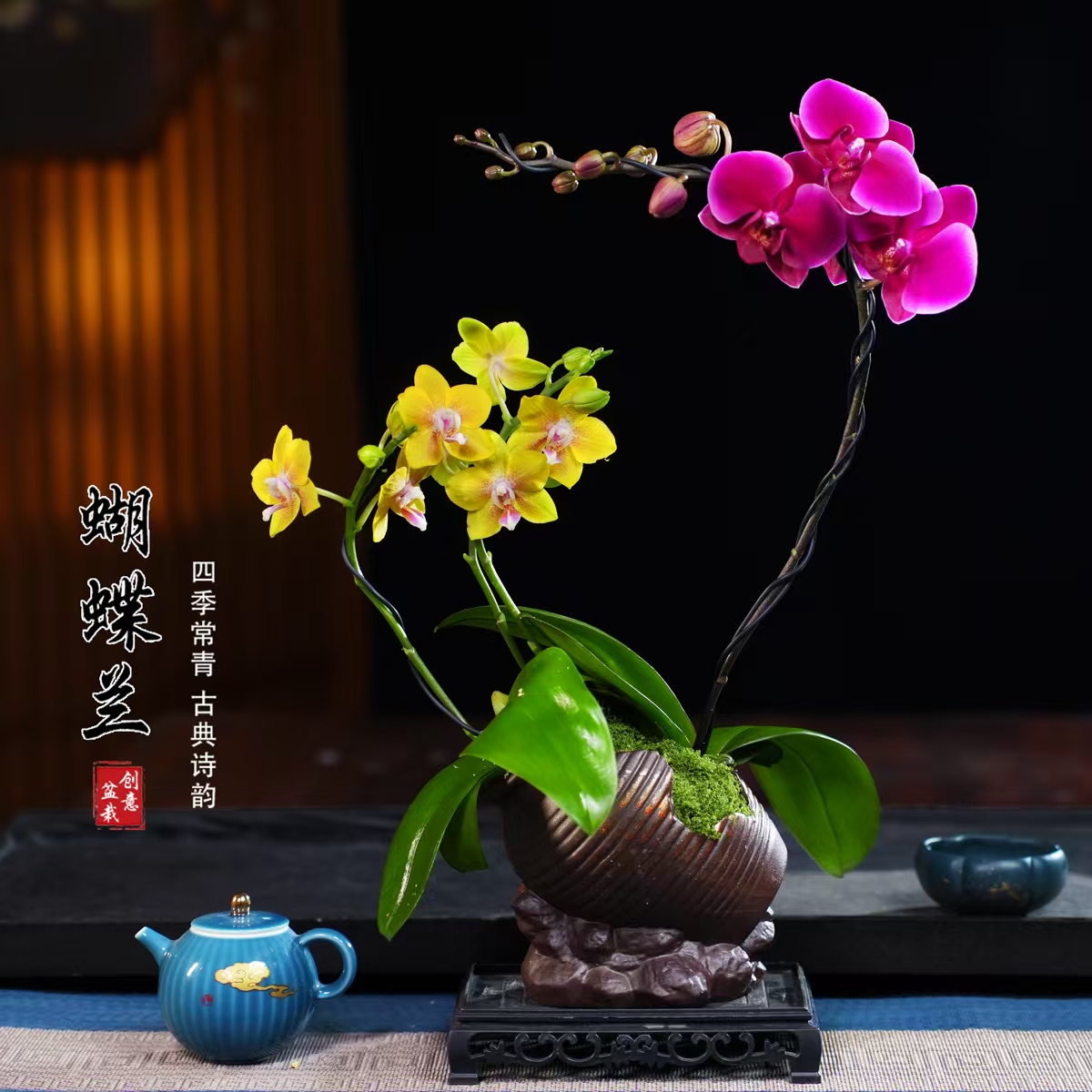 香山彼自豪蝴蝶兰盆栽四季常青花卉茶桌面净化空气办公茶几绿植