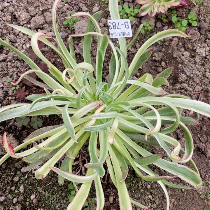 783金丝菊多肉12344678多肉