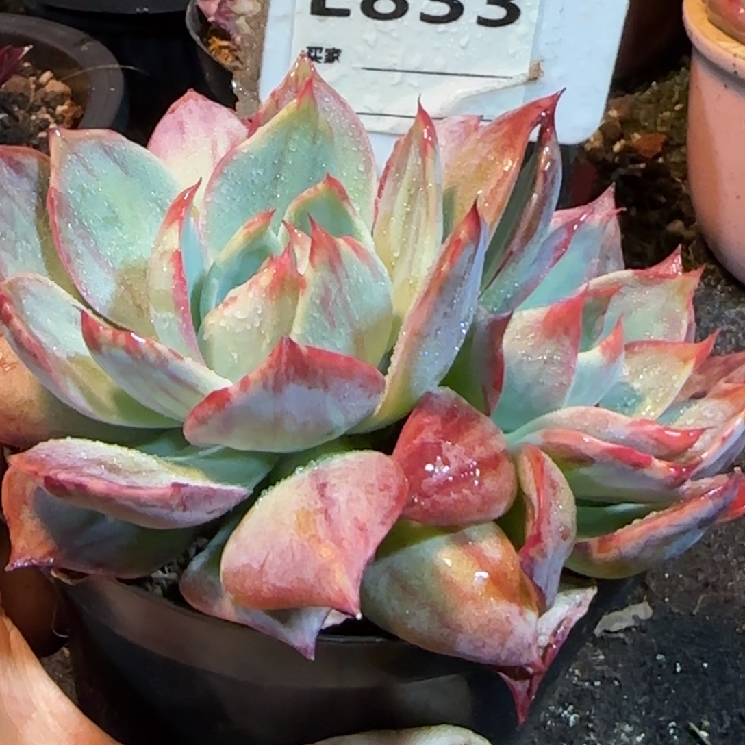 内外拉丝惊鸿一物一拍包装收缩花旱833