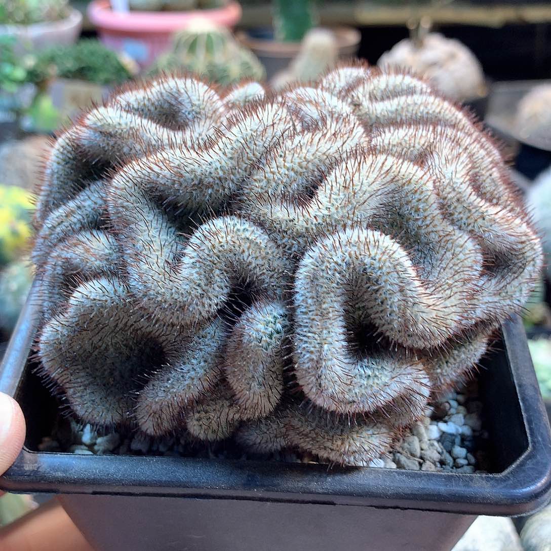 自根佩雷蕞化                