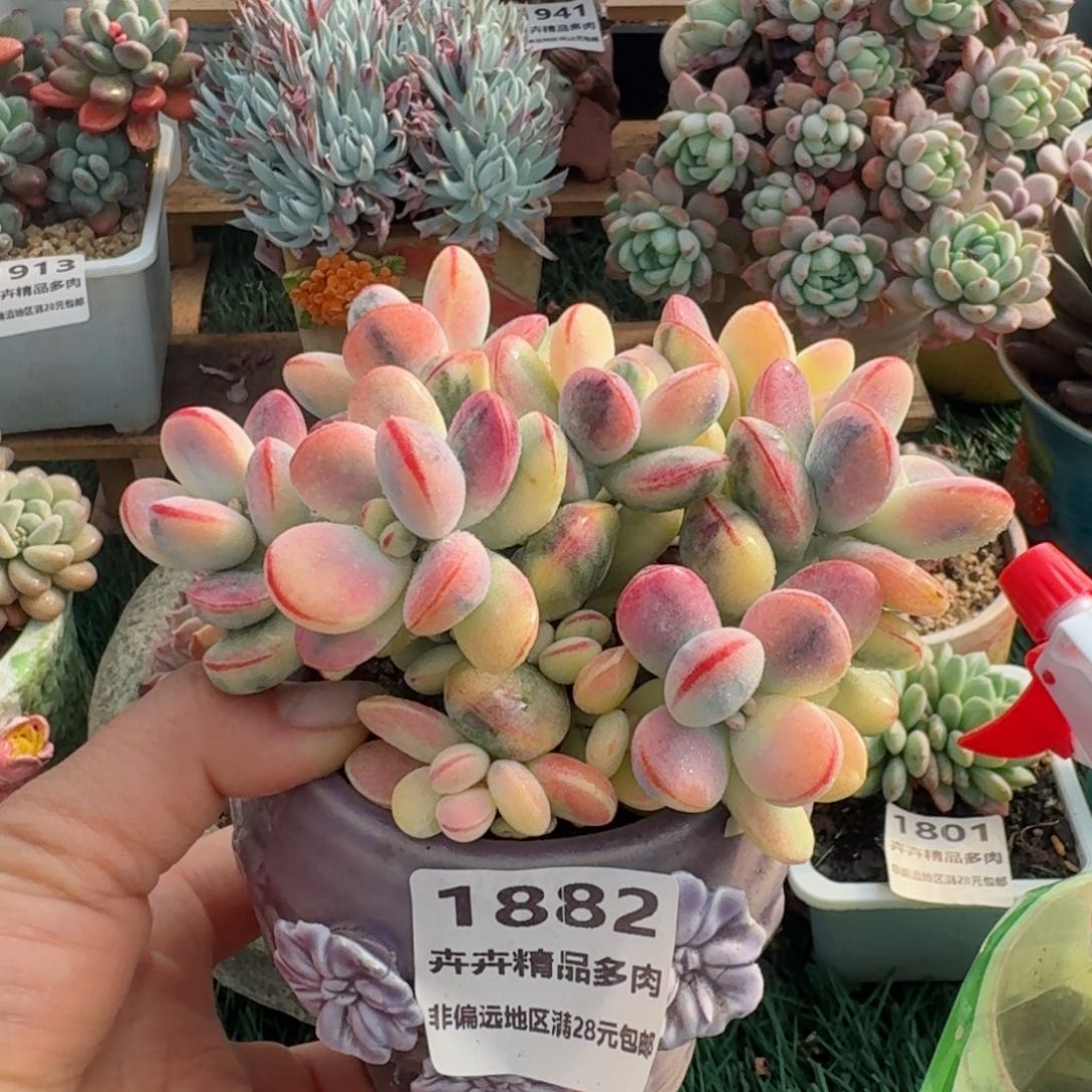 1882一物一拍（满28包邮）