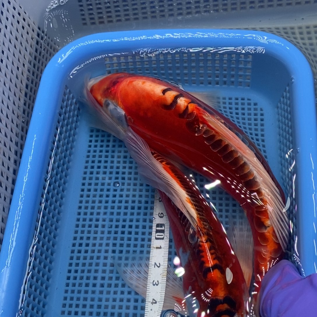 锦鲤冷水锦鲤包邮