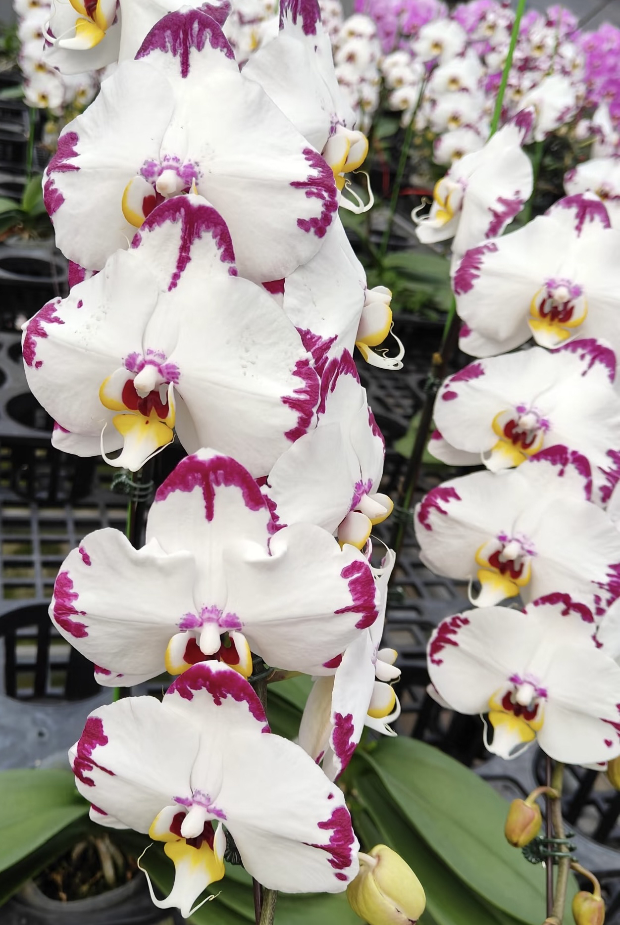 【海蓝之谜】蝴蝶兰3.5寸杯大花 根系少 剪过春梗 有返祖几率