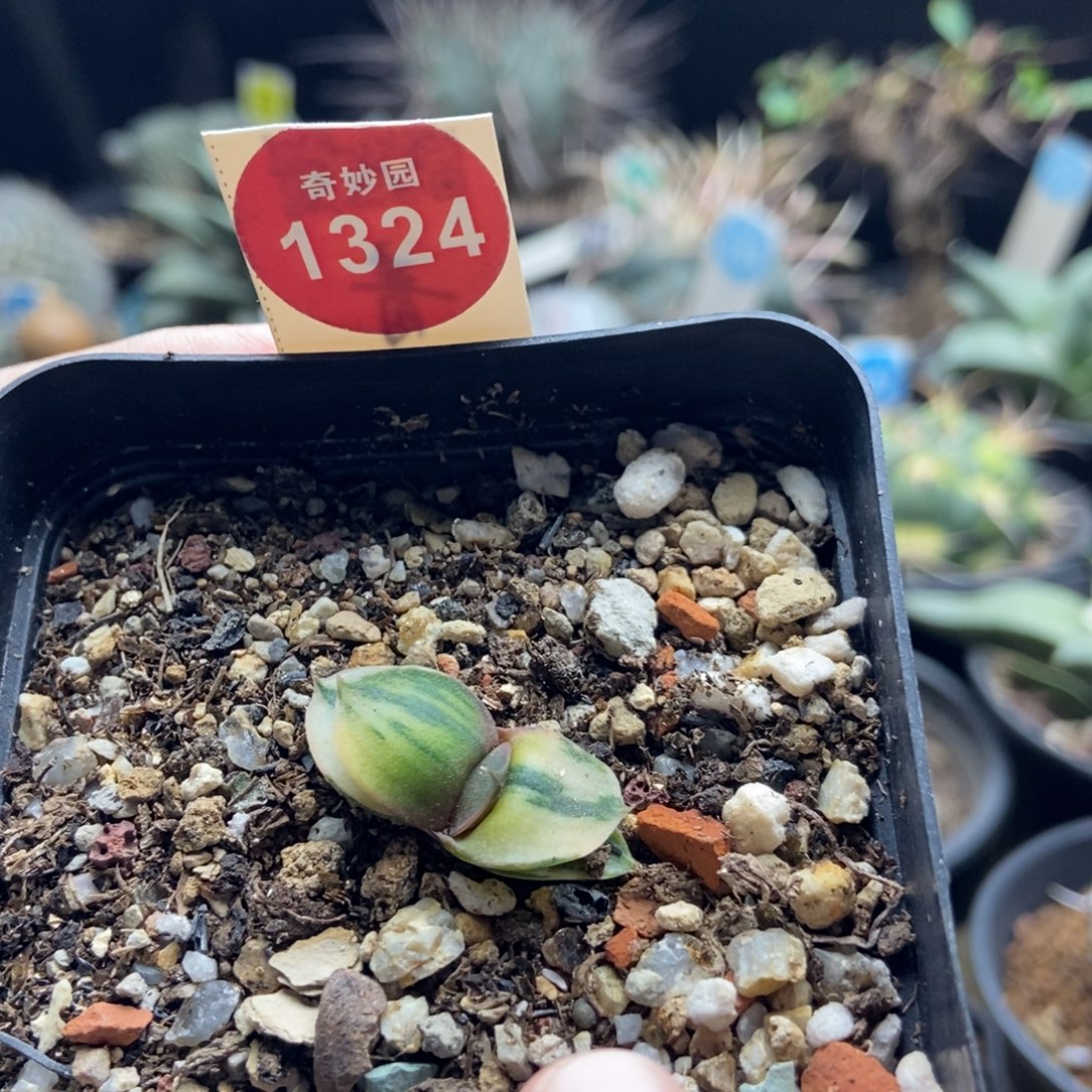 实生卧牛锦一颗仙人球