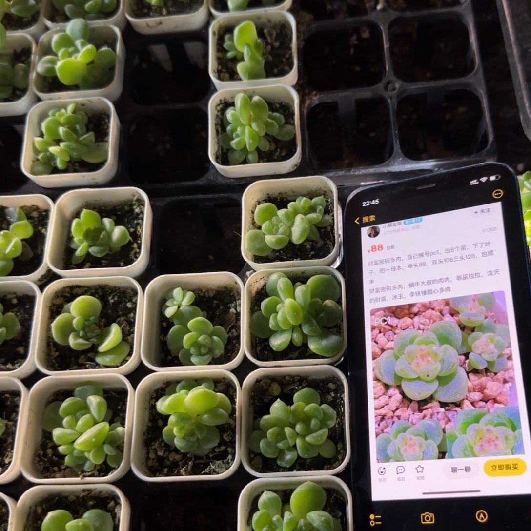 P c1 双头财富中苗盆一个满25包邮