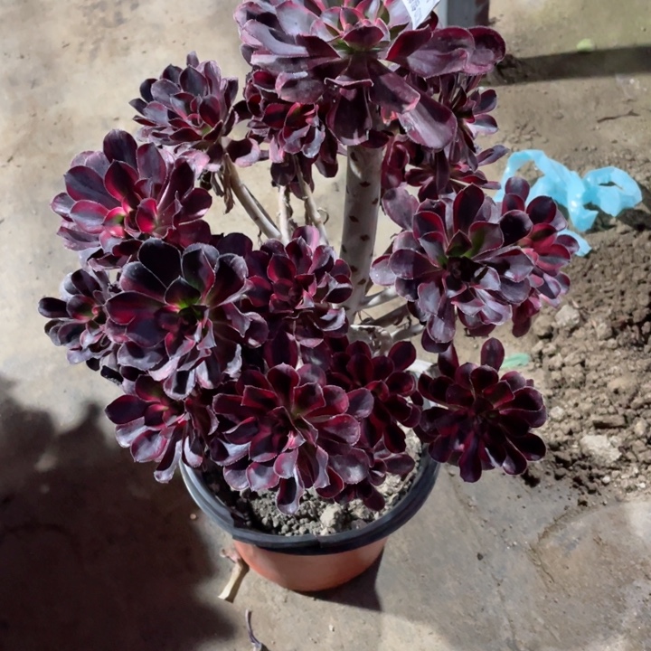 明***呢417426丽娜2颗多肉12345678