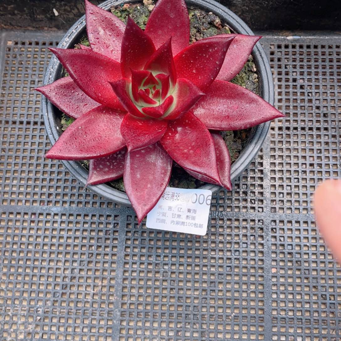 小**?006罗兵德华多肉