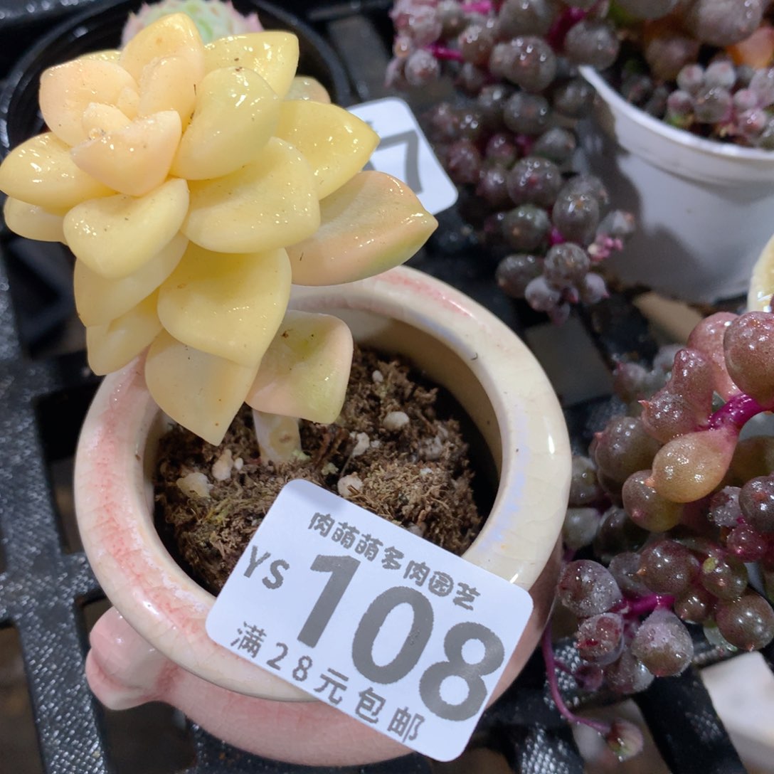 肉萌萌拇指盆精控多肉YS108