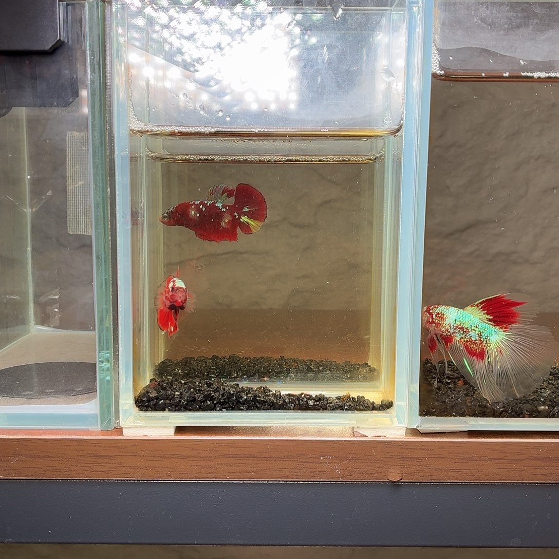 斗鱼彩金将军公鱼