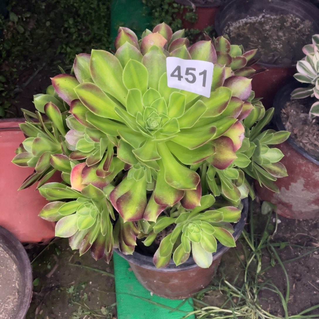 451号邵华菊老庄子老手捧