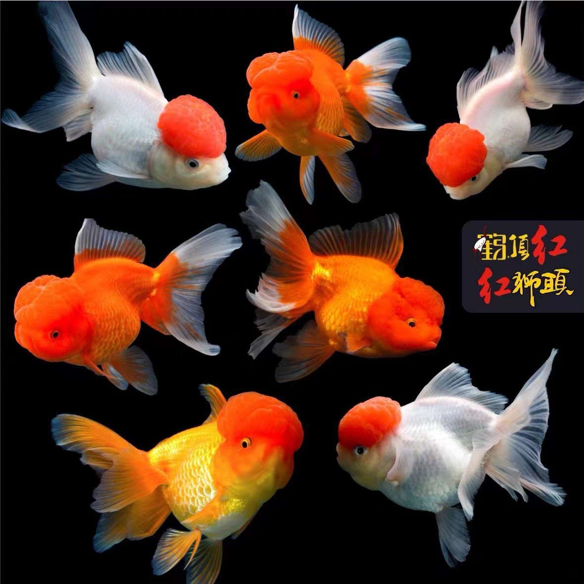 保底21条国粹金鱼观赏鱼2-5公分不指定颜色颜色混搭发货观赏鱼