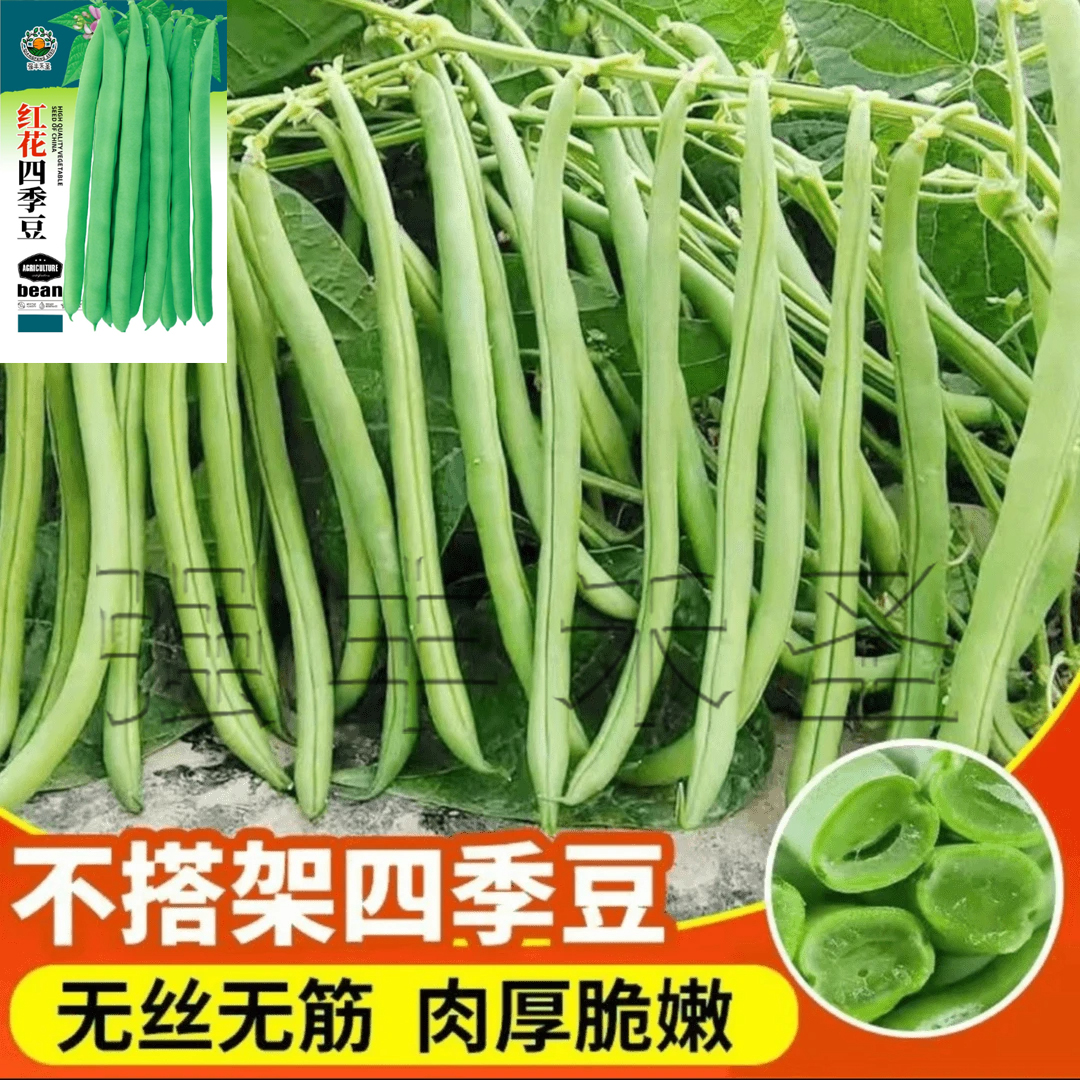 【无架四季豆种子】家庭阳台小院盆栽地栽四季种植种籽大全长豆角