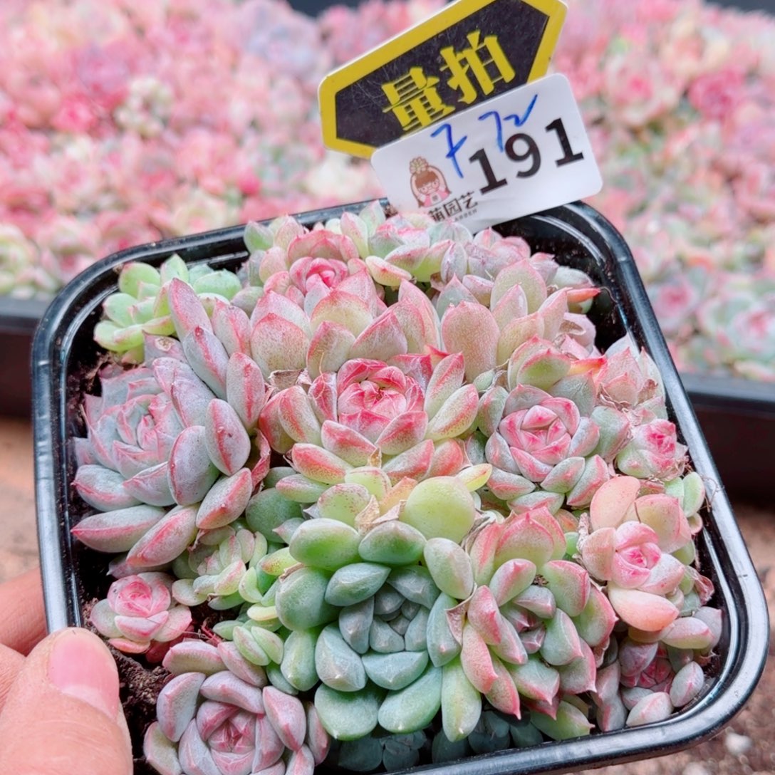 多肉植物多肉植物