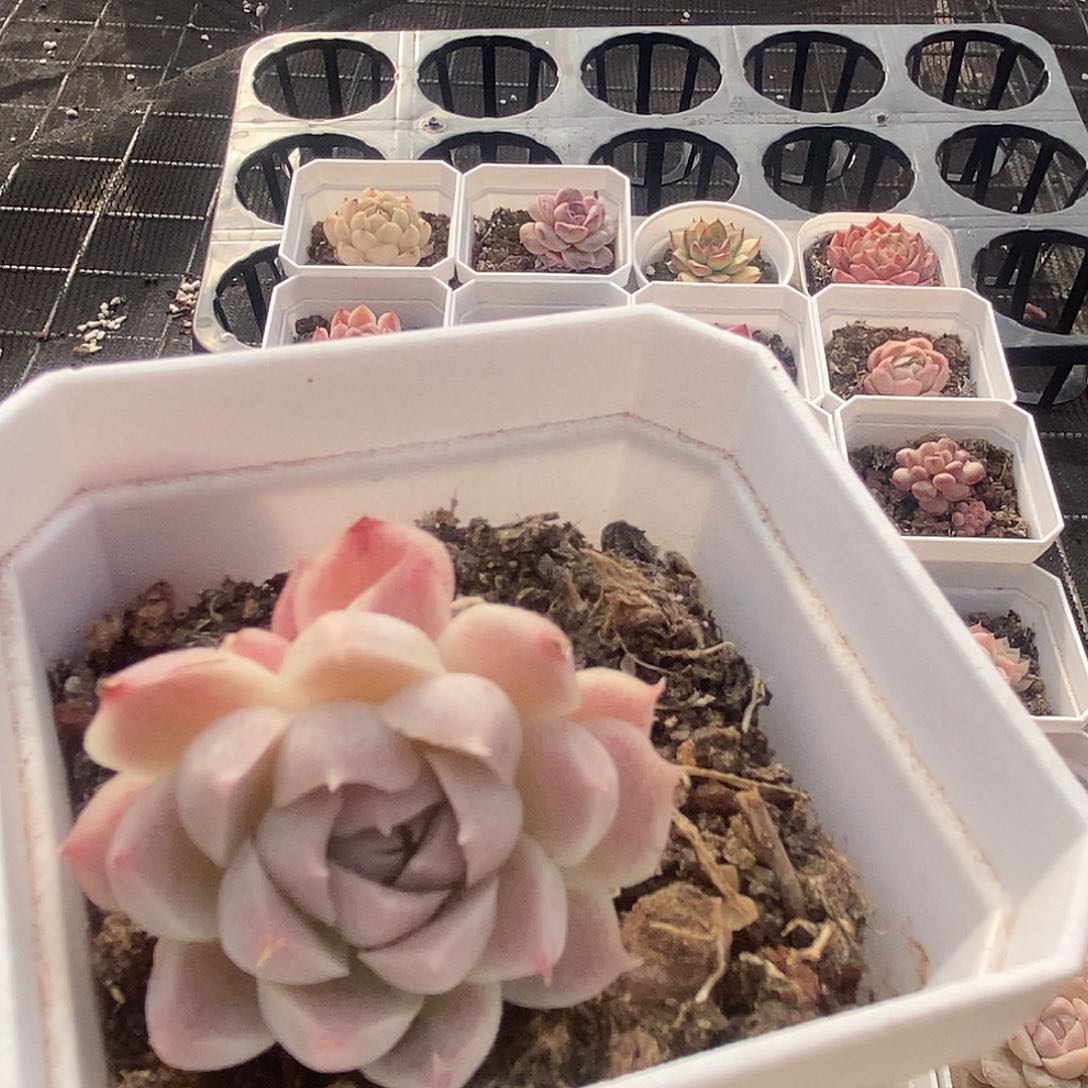 可爱肉肉喜欢拍214