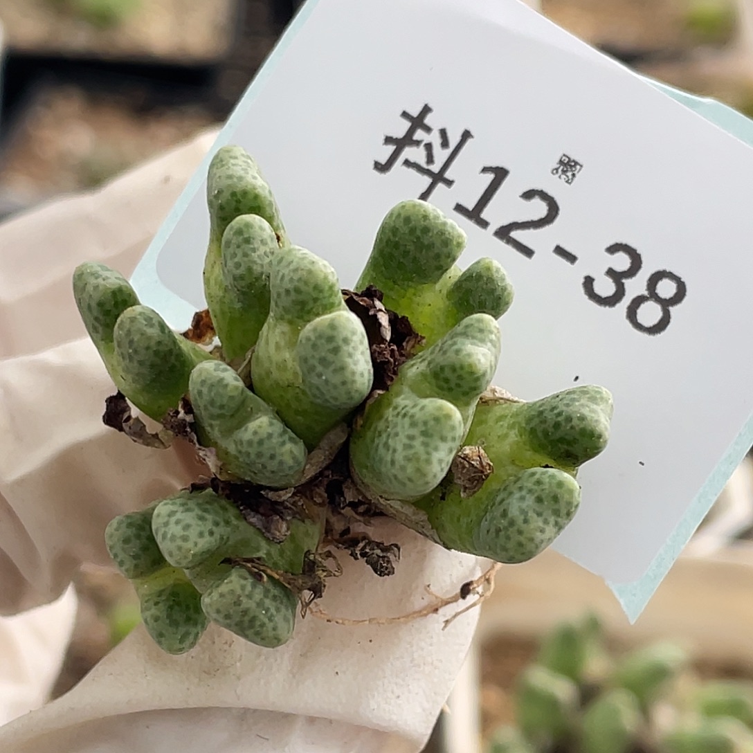 恩***啊12-38肉锥多肉植物