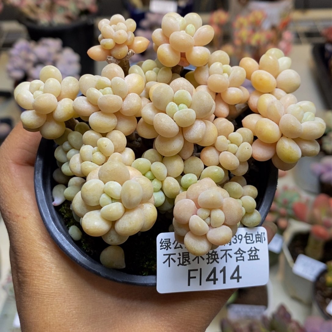 414洛可可多肉7cm