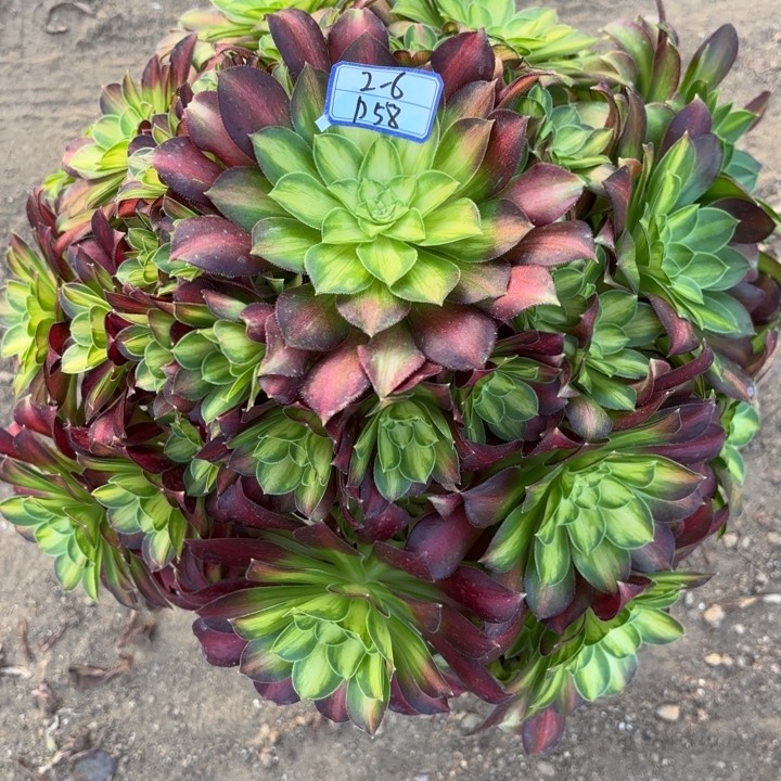 韶华多肉断枝不包58