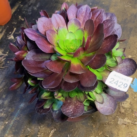 黑膜多肉植物2429