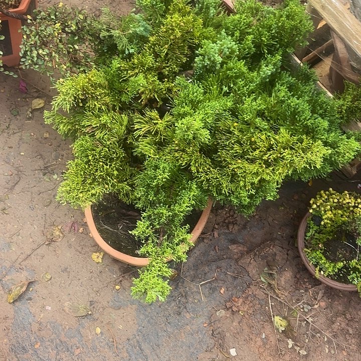 晨***鼓无花朵哈哈哈哈哈