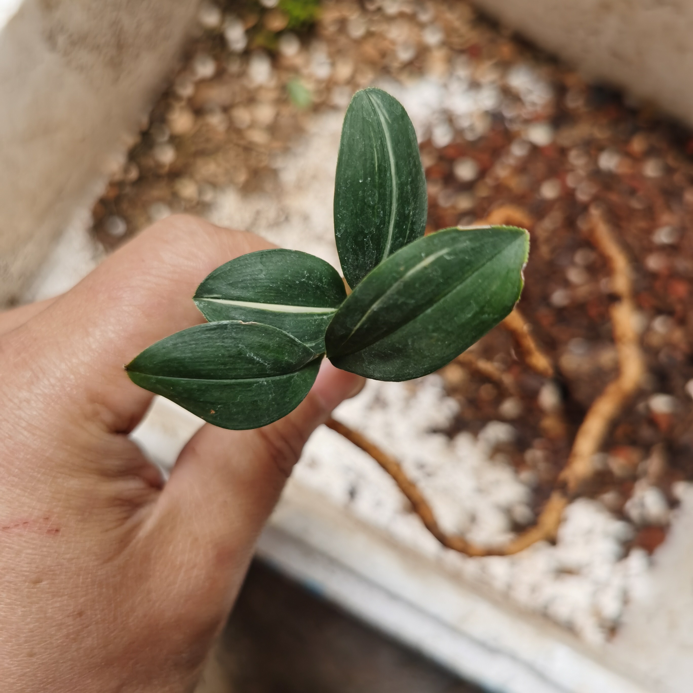 普兔龙根，两苗喜欢的老板。