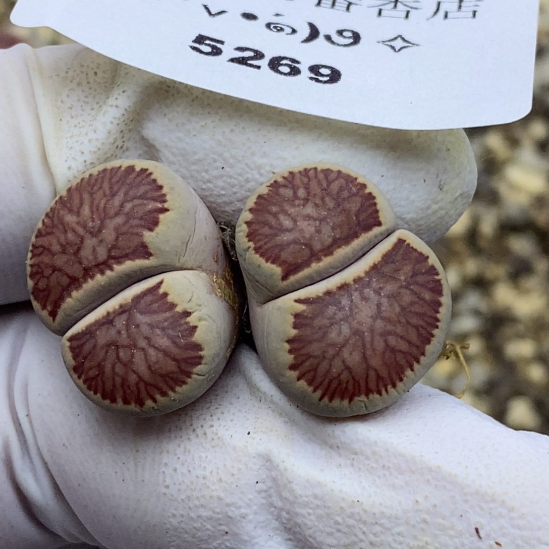 5269。18包邮.当天凑哦。新疆西藏88包邮