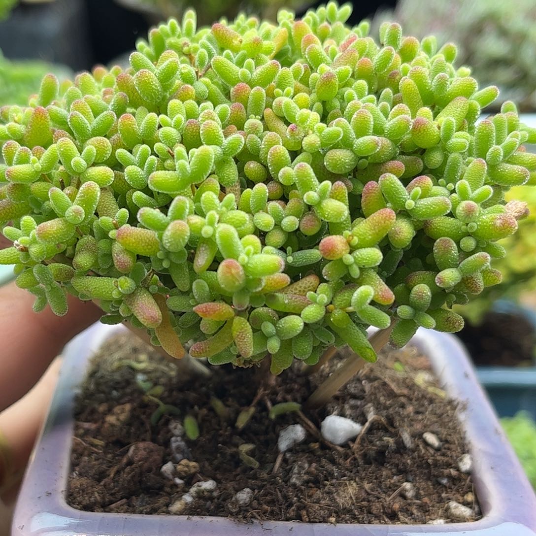 16蜜桔带盆优选枝干