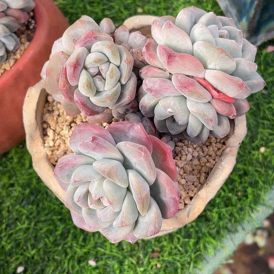 冰玉群生多肉植物一物一拍