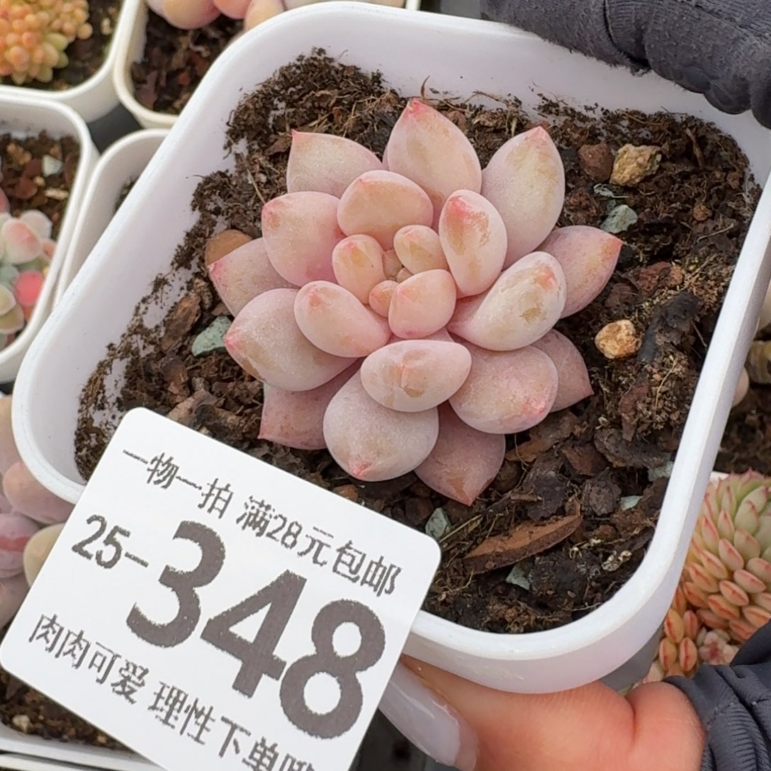 半夏无盆土发货无