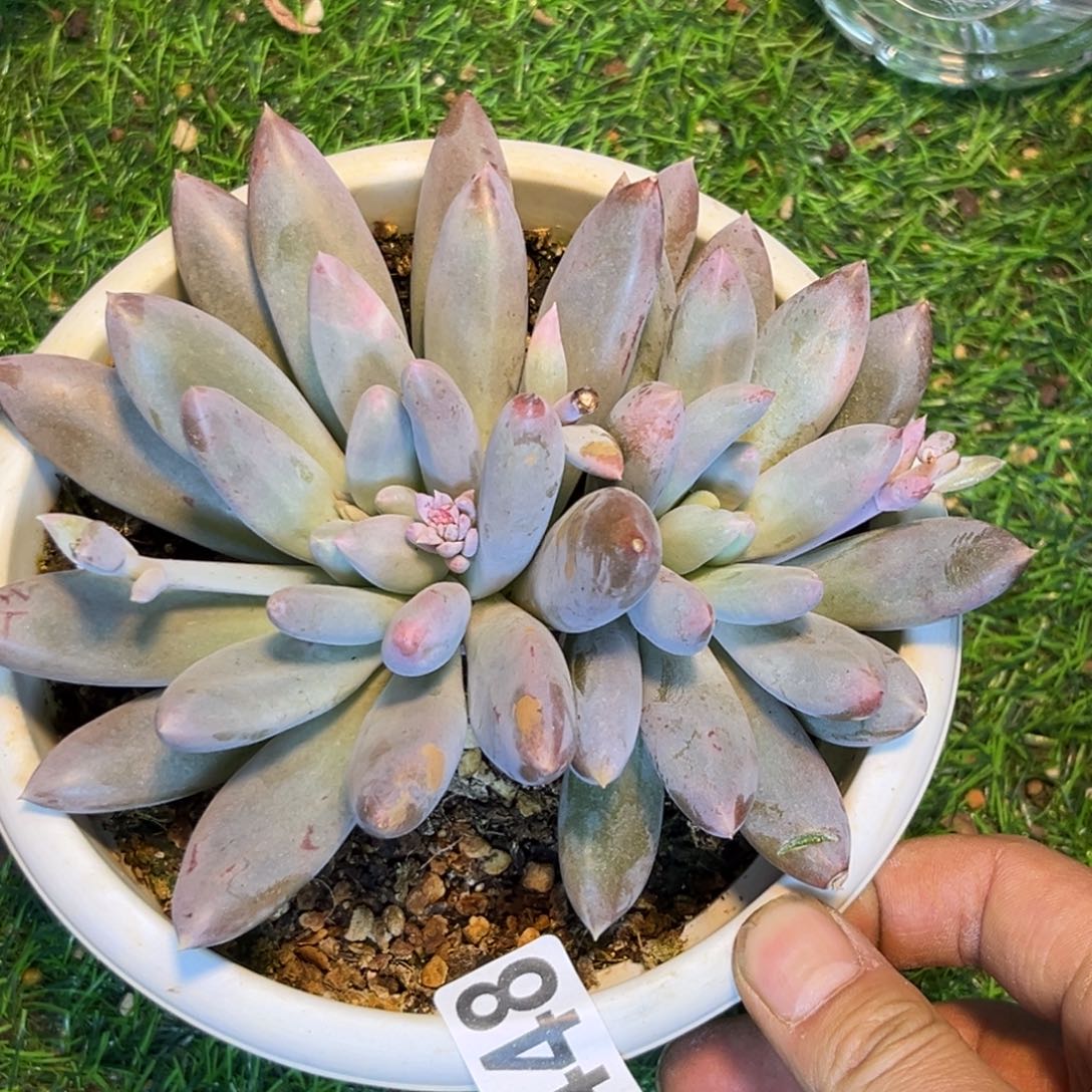 多肉植物哥特萝莉448