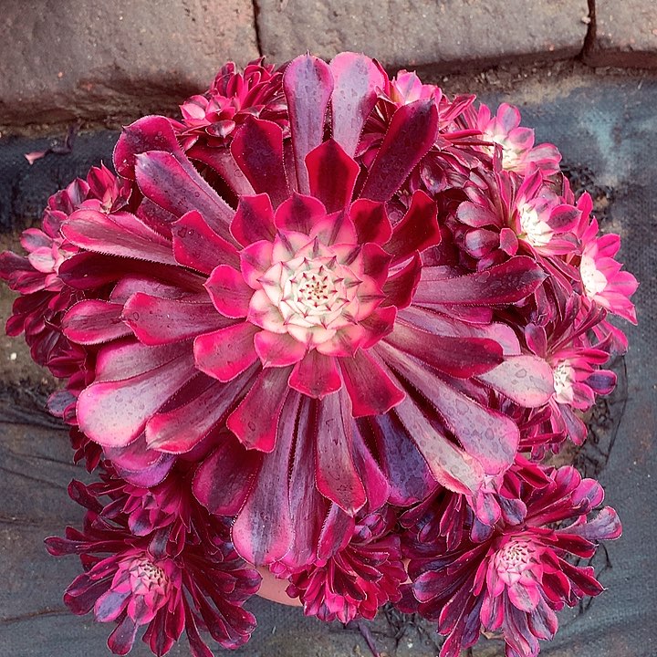 红铜白啊啊啊啊啊