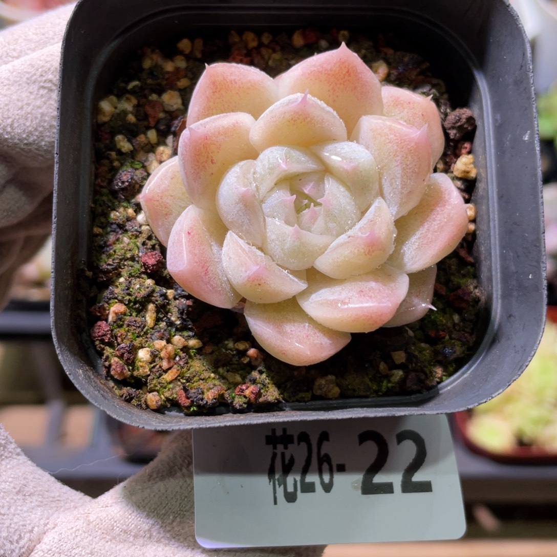 花利美26-22麦秆单头