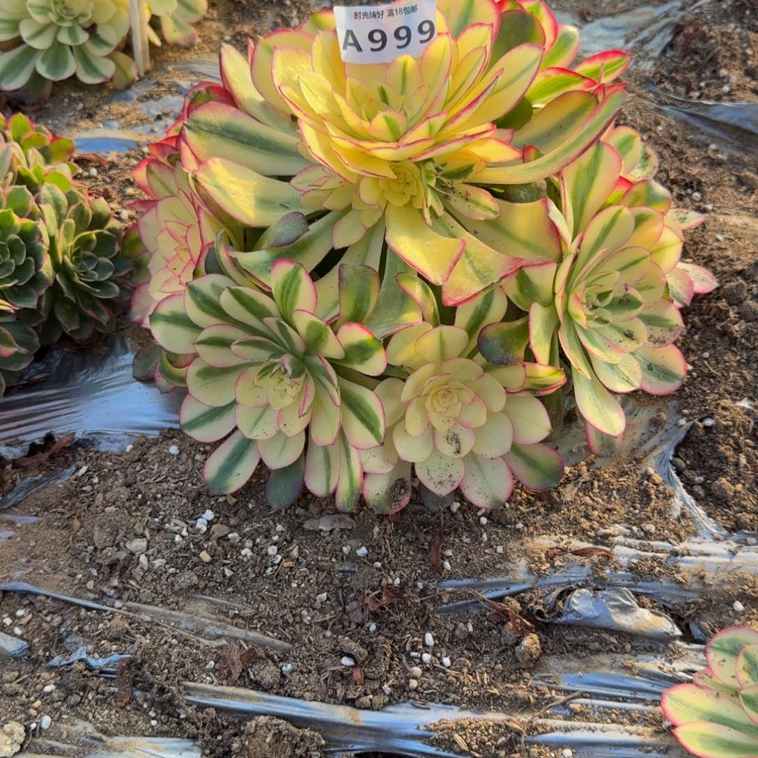 999荔枝。多肉植物