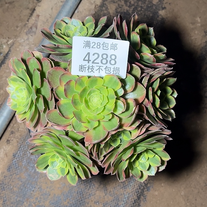 4288奶白锦多肉植物